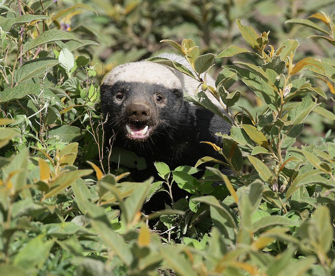 Animals And Birds Badger animal profile 2011 & Pics